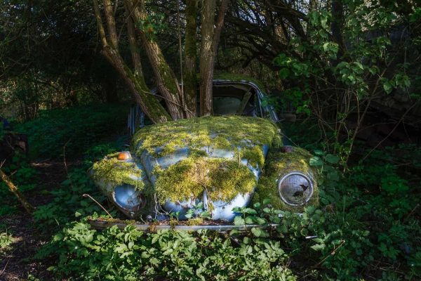 Lignum Beetleum Lost in the Woods 6 Belgium Featured Image