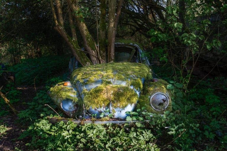 Lignum Beetleum Lost in the Woods 6 Belgium Featured Image