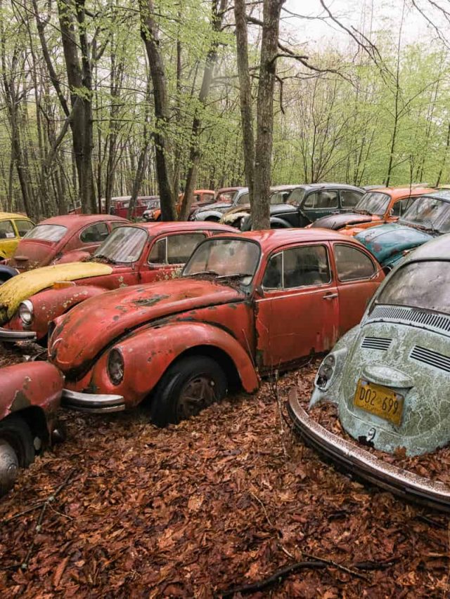 VW Beetle Graveyard In The Woods USA