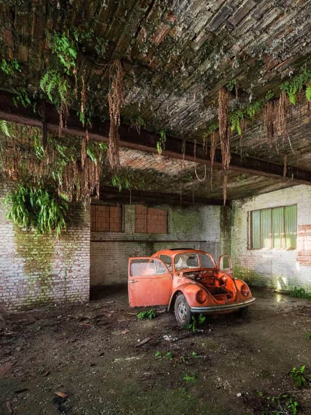 Abandoned Red VW Beetle with Ferns