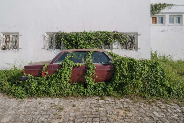 Convolvulaceae Volvo Portugal Featured Image