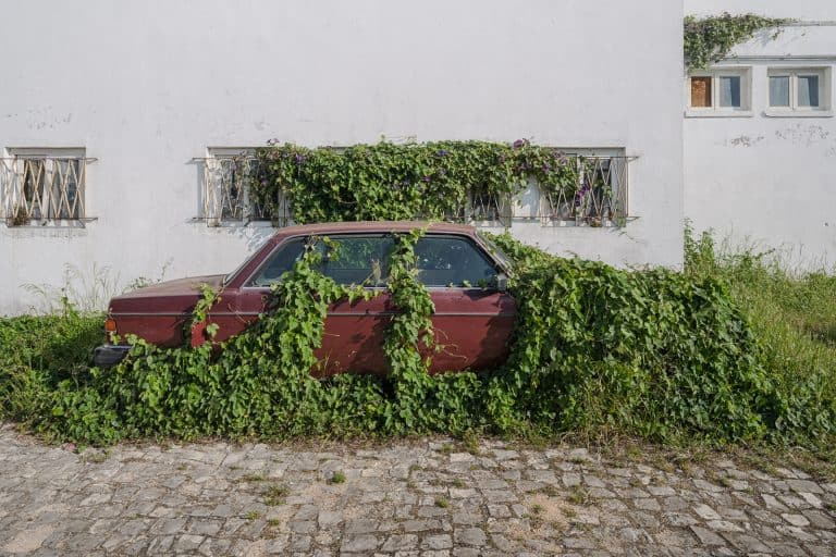 Convolvulaceae Volvo Portugal Featured Image