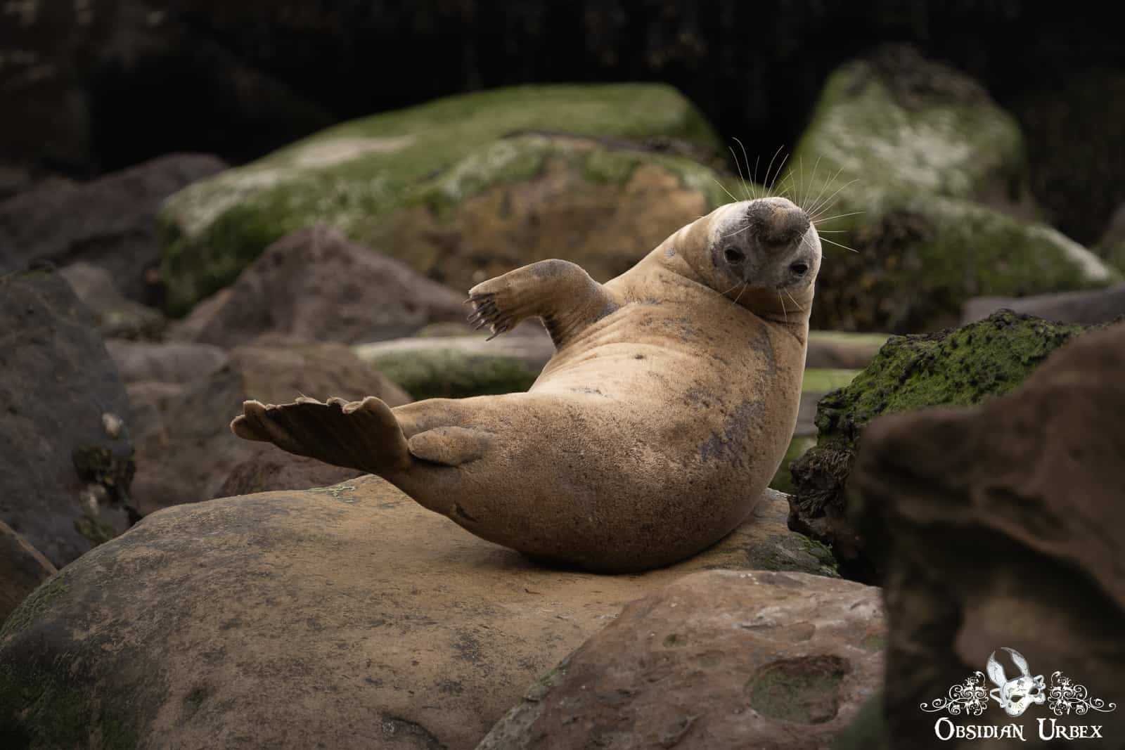 Seal Portfolio Pinniped Yoga